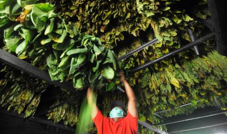 Petani menata daun tembakau di Trucuk, Klaten, Jawa Tengah, Sabtu (28/8/2021). Menurut petani tembakau setempat, hasil panen tembakau jenis grompol Jatim tersebut dijual dari harga Rp16 ribu hingga Rp40 ribu per kilogram tergantung tingkat kualitasnya untuk memenuhi permintaan ekspor ke Eropa sebagai bahan produksi cerutu.