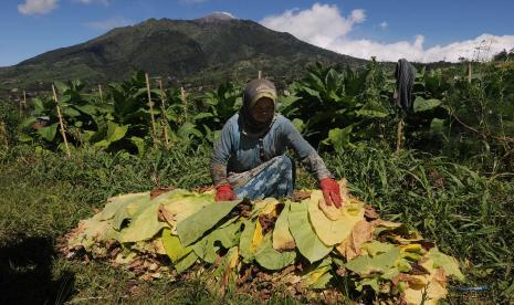 Petani menata hasil panen daun tembakau, ilustrasi. Perubahan iklim yang terjadi akhir-akhir ini cukup berdampak kepada para petani tembakau di Kabupaten Temanggung.