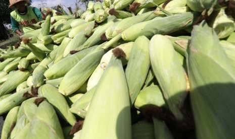 Petani menata jagung usai dipanen di area pertanian Desa Paron, Kediri, Jawa Timur, Selasa (25/9).