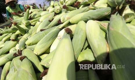 Petani menata jagung usai dipanen di area pertanian Desa Paron, Kediri, Jawa Timur, Selasa (25/9). Pemerintah melalui Peraturan Presiden (Perpres) menaikkan Harga Pokok Penjualan (HPP) komoditas jagung dari sebelumnya Rp1.000-Rp1.500 per kilogram menjadi Rp3.150 per kilogram.