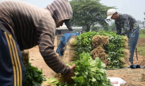 Petani menata sayur bayam saat memanen di Neglasari, Tangerang, Banten.