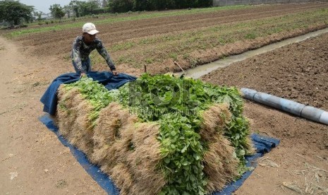 Petani menata sayur bayam saat memanen di Neglasari, Tangerang, Banten, Kamis (15/10). 