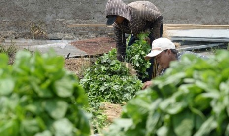 Petani menata sayur bayam saat memanen di Neglasari, Tangerang, Banten, Kamis (15/10).