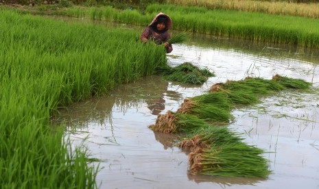 Petani mencabut bibit padi yang akan ditanam di sawahnya di Persawahan Aroepala Gowa, Sulawesi Selatan, Selasa (21/3). 