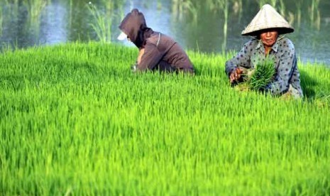 Petani mencabut bibit padi yang siap ditanam di sawah.