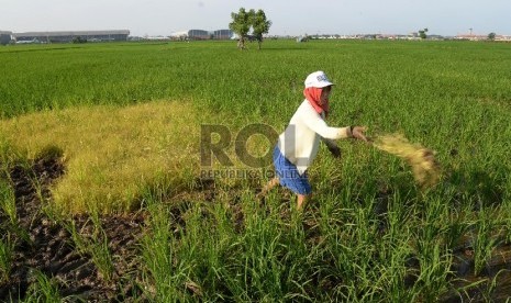 Petani mencabuti hama rumput liar di persawahan yang ditanami padi di kawasan Batu Ceper, Tangerang, Banten, Kamis (7/1).