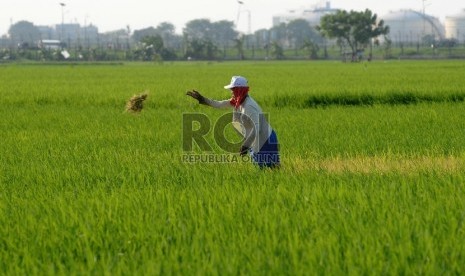 Petani mencabuti hama rumput liar di persawahan yang ditanami padi di kawasan Batu Ceper, Tangerang, Banten, Kamis (7/1).