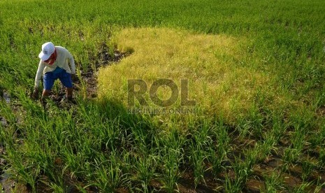 Petani mencabuti hama rumput liar di persawahan yang ditanami padi di kawasan Batu Ceper, Tangerang, Banten, Kamis (7/1).