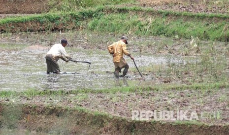 Petani mencangkul sawah sambil membenamkan jerami ke dalam lumpur di areal pesawahan daerah Cikalongwetan, Kabupaten Bandung Barat, Kamis (19/1).