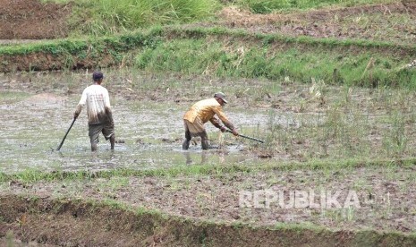 Petani mencangkul sawah sambil membenamkan jerami ke dalam lumpur di areal pesawahan daerah 