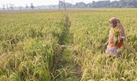 Petani mencari tanaman padi yang bisa dipanen di Desa Bangle, Karawang (ilustrasi). . Petani Karawang diimbau tetap lakukan physical distancing saat melakukan panen