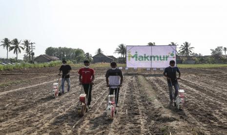 Petani menebar pupuk pada acara penanaman jagung program Makmur di Desa Muara Putih, Lampung.Badan Pusat Statistik (BPS) Lampung menyebutkan, Nilai Tukar Petani (NTP) di wilayah Lampung pada Desember 2021 mengalami kenaikan 0,99 persen atau 105,25 dibandingkan November 2021 sebesar 106,29.