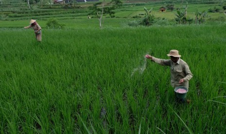 (ILUSTRASI) Petani menebarkan di lahan padi wilayah Kedu, Kabupaten Temanggung, Jawa Tengah.