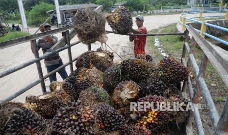 Petani mengangkat tandan buah segar (TBS) sawit ke dalam pikap untuk dibawa ke pengepul di Kampung Sidodadi, Kabupaten Siak, Riau, Kamis (10/11). Asosiasi Petani Kelapa Sawit Indonesia (Apkasindo) menilai, sulitnya ekspor CPO usai muncul kebijakan larangan ekspor sementara hanya menjadi dalih para pengusaha untuk menekan harga tandan buah segar (TBS). Sebab, pada kenyataannya, ekspor CPO saat ini justru terus mengalami kenaikan dari tahun lalu.