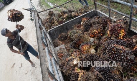 Petani mengangkat kelapa sawit ke dalam pick up untuk dibawa ke pengepul di Kampung Sidodadi, Kab. Siak, Riau, Kamis (10/11).