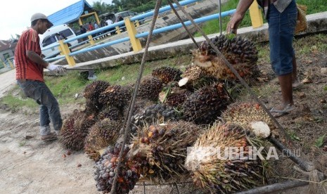 Petani mengangkat kelapa sawit ke dalam pick up.