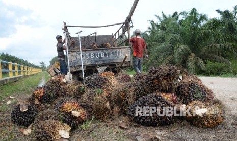 Petani mengangkat kelapa sawit ke dalam pick up untuk dibawa ke pengepul di Kampung Sidodadi, Kab. Siak, Riau, Kamis (10/11).