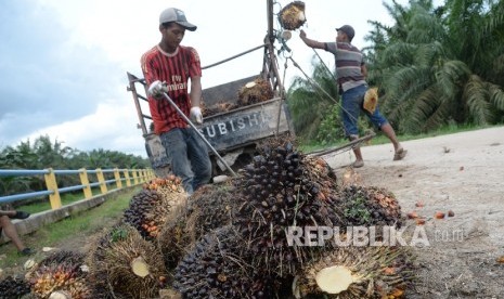 Petani mengangkat kelapa sawit ke dalam pick up untuk dibawa ke pengepul di Kampung Sidodadi, Kab. Siak, Riau, Kamis (10/11).