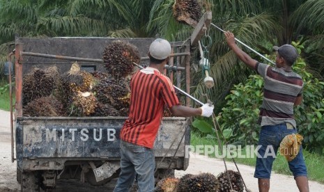 Petani mengangkat kelapa sawit ke dalam pick up untuk dibawa ke pengepul di Kampung Sidodadi, Kab. Siak, Riau, Kamis (10/11).