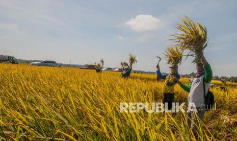 Kementerian Pertanian mendorong para pelaku usaha mikro, kecil, dan menengah (UMKM) yang menjual pangan lokal untuk menggunakan pemasaran secara digital. Langkah itu diyakini akan mempermudah keinginan pemerintah dalam mengurani konsumsi beras demi upaya diversifikasi pangan.