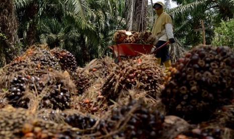 Petani mengangkut hasil panen buah kelapa sawit di perkebunan kelapa sawit.