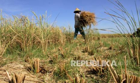 Petani mengangkut hasil panen padi yang telah dipilah di area sawah yang kekeringan.