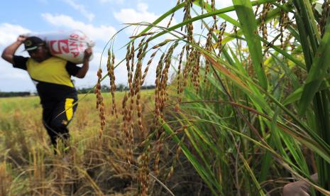 Petani mengangkut padi sailun salimbai yang dipanen di Desa Pudak, Muarojambi, Jambi, Jumat (19/2/2021). Padi yang berasal dari Desa Kunangan, salah satu desa tua di Kabupaten Muarojambi tersebut sejak 2019 lalu telah terdaftar di Pusat Perlindungan Varietas Tanaman dan Perizinan Pertanian (PPVTPP) sebagai padi unggul varietas lokal dengan ciri produktivitas tinggi, beraroma pandan, pulen, dan mampu beradaptasi di lahan rawa dangkal hingga dalam. Bulog Kembangkan Beras Premium Varietas Lokal