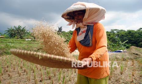 Petani mengayak gabah di Kampung Ciharashas, Kelurahan Mulyaharja, Kota Bogor, Jawa Barat, Sabtu (26/6/2021). BPS mencatat selama bulan Mei 2021 rata-rata harga Gabah Kering Panen (GKP) di tingkat petani Rp4.398 per kilogram atau naik 2,87 persen dan di tingkat penggilingan Rp4.498 per kilogram atau naik 2,27 persen dibandingkan bulan sebelumnya. 