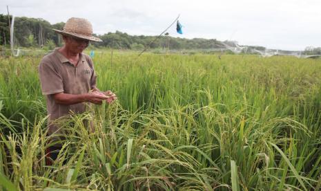 Petani mengecek padi rawa di areal ekstentifikasi lahan sawah untuk food estate di Desa Pilang, Kabupaten Pulang Pisau, Kalimantan Tengah (ilustrasi). Berdasarkan data Badan Pusat Statistik (BPS), nilai tukar petani (NTP) pada Oktober 2022 sebesar 107,27. Besaran NTP tersebut naik 0,42 persen jika dibandingkan dengan bulan sebelumnya yang angkanya 106,82.