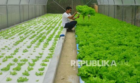 Petani mengecek pertumbuhan sayur selada di Dusun Kambangan, Gebog, Kudus, Jawa Tengah, Sabtu (23/1). Menteri Pertanian, Syahrul Yasin Limpo, menuturkan, usaha sektor pertanian menjadi pilihan utama masyarakat selama masa pandemi Covid-19. Hal itu terlihat dari meningkatnya tenaga kerja pertanian sejak tahun lalu.