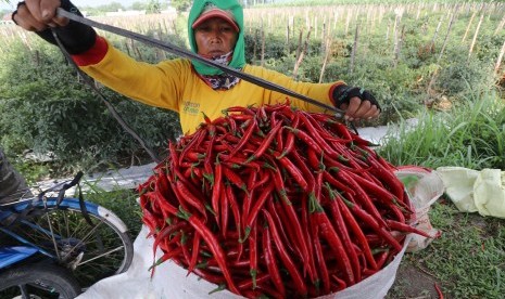 Petani mengemas cabai merah ke dalam karung usai dipetik. Ilustrasi