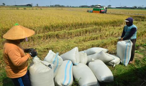 Petani mengemas gabah hasil panen padi ke dalam karung di lahan tidur di Desa Bulungcangkring, Jekulo, Kudus, Jawa Tengah. Harga Gabah di Tingkat Petani Meningkat, NTP Agustus Naik