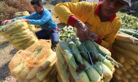 Petani mengemas jagung manis ke dalam karung usai dipanen di area pertanian Desa Paron, Kediri, Jawa Timur, Rabu (12/9).