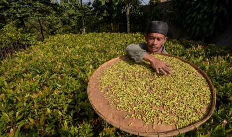 Petani mengeringkan biji cengkih (ilustrasi)