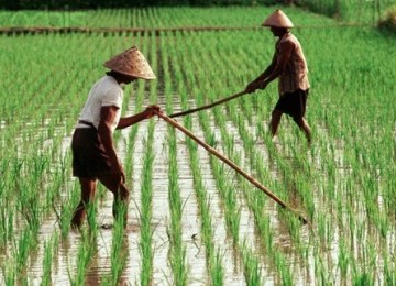 Petani menggarap lahan di sawah.