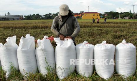 Petani mengikat karung berisi gabah di area persawahan (ilustrasi). Badan Pusat Statistik (BPS) menyampaikan terjadi penurunan harga gabah hingga beras selama bulan Maret 2022. Penurunan harga itu bertepatan dengan masuknya musim panen raya pertama tahun ini sehingga pasokan melimpah dan menurunkan harga jual.