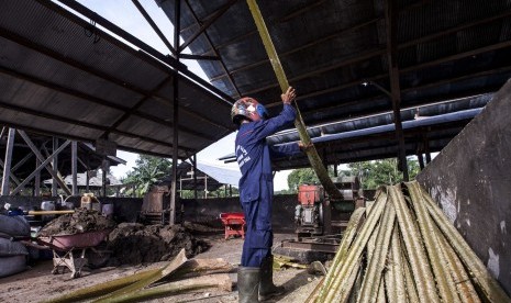 Petani mengolah pelepah sawit yang digunakan untuk pakan ternak sapi di Desa Pangkalan Tiga, Kabupaten Kotawaringin Barat, Kalimantan Tengah.