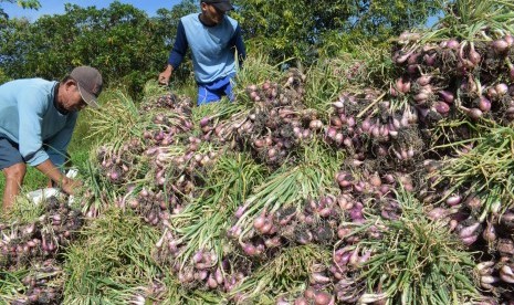 Petani mengumpulkan bawang merah saat panen di Saradan, Kabupaten Madiun.