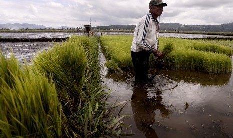 Petani mengumpulkan bibit padi di area persawahan di Tondano, Minahasa, Sulawesi Utara, Kamis (17/3).