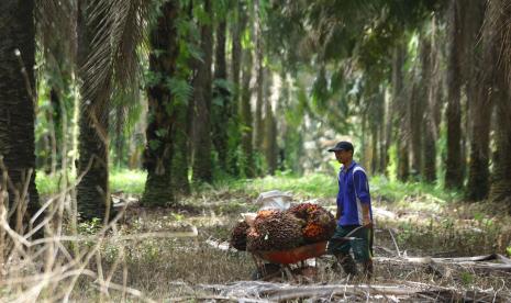 Petani mengumpulkan buah sawit hasil panen, (ilustrasi)