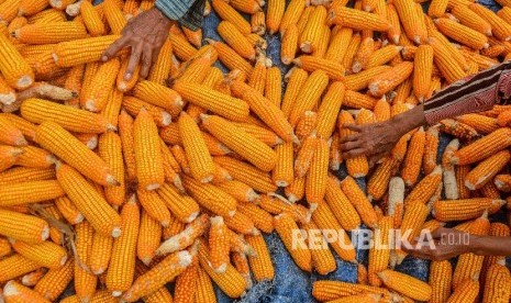 Petani mengumpulkan hasil panen jagung yang sudah dikeringkan di Desa Handap Herang, Kabupaten Ciamis, Jawa Barat, Jumat (2/8).