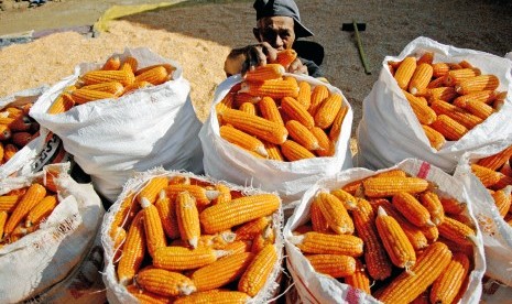 Petani mengumpulkan jagung hasil panen di Desa Sokkolia, Kabupaten Gowa, Sulawesi Selatan, Kamis (25/7/2019). 