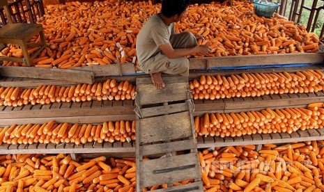 Petani mengumpulkan jagung hasil panennya di Desa Loka Kabupaten Bantaeng, Sulawesi Selatan, Senin (6/3). Sebagian petani di daerah tersebut memanen jagung untuk bahan pakan ternak ayam yang dijual seharga Rp2.500 per kilogram. 