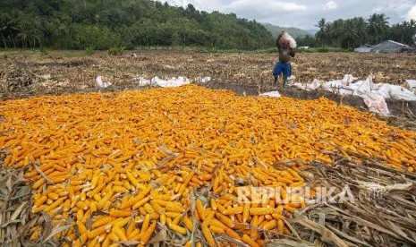 Petani mengumpulkan jagung yang baru saja dipanennya di Desa Tuva, Kecamatan Gumbasa, Kabupaten Sigi, Sulawesi Tengah, Rabu (14/8/2019). Kementerian Pertanian menargetkan produksi jagung nasional di tahun 2019 sebesar 33 juta ton atau naik dibandingkan sebelumnya yang hanya 30 juta ton dan saat ini telah berada pada posisi surplus produksi. 