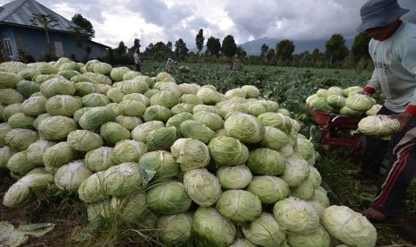 Petani mengumpulkan sayur kol hasil panen