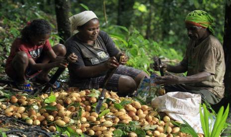 Petani mengupas pala di Kampung Air Besar Kabupaten Fakfak, Provinsi Papua Barat (ilustrasi). BKPM menyebut, produsen pala terbesar dunia Verstegen Spices & Sauces BV (Verstegen berminat mengembangkan industri pala di Indonesia, khususnya di Kabupaten Fakfak, Papua Barat.