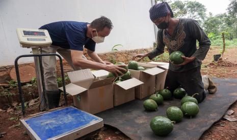 Petani menimbang dan mengemas buah alpukat jenis kendil atau Giant di Kebun Semampir, Desa Semampir, Reban, Kabupaten Batang, Jawa Tengah, Senin (8/11/2021). Meksiko mengatakan akan melarang sub-kontrak buruh harian industri alpukat dan beri.