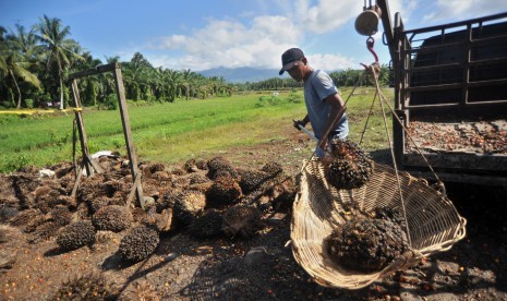 Petani menimbang kelapa sawit di Kinali, Pasaman Barat, Sumatra Barat, Sabtu (1/12/2018).