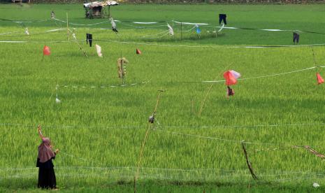 (Ilustrasi) Petani menjaga sawah dari serangan hama burung di kawasan Klapanunggal, Kabupaten Bogor, Jawa Barat, Selasa (7/6/2022). 