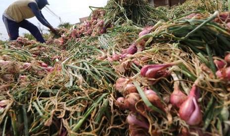 Petani menjemur bawang merah usai dipanen.